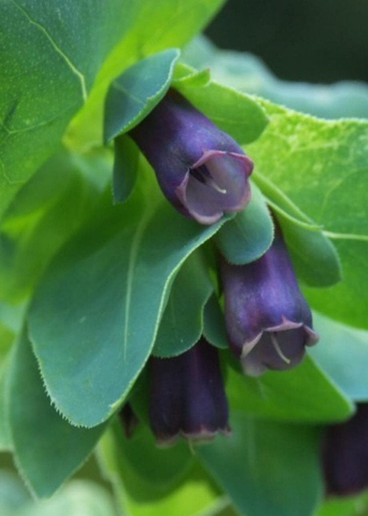Zaden Cerinthe major/  Grote Wasbloem, Ophalen of Verzenden, Volle zon, Zaad