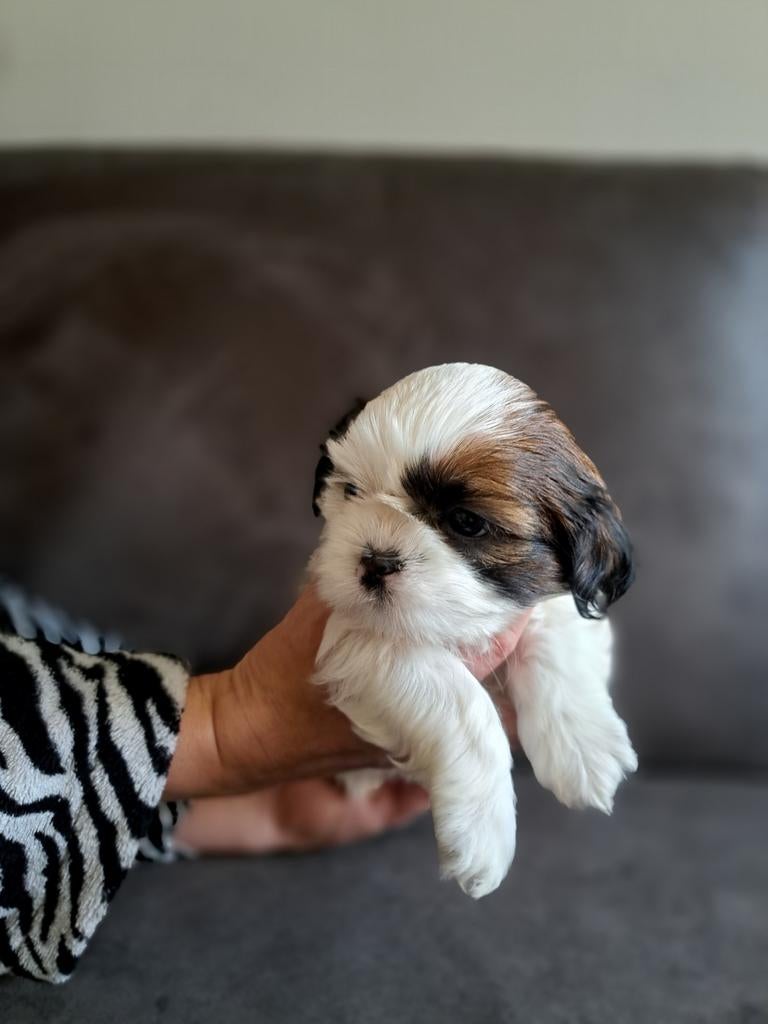 Shih tzu pups, Parvo, Overige rassen, 8 tot 15 weken, Teef