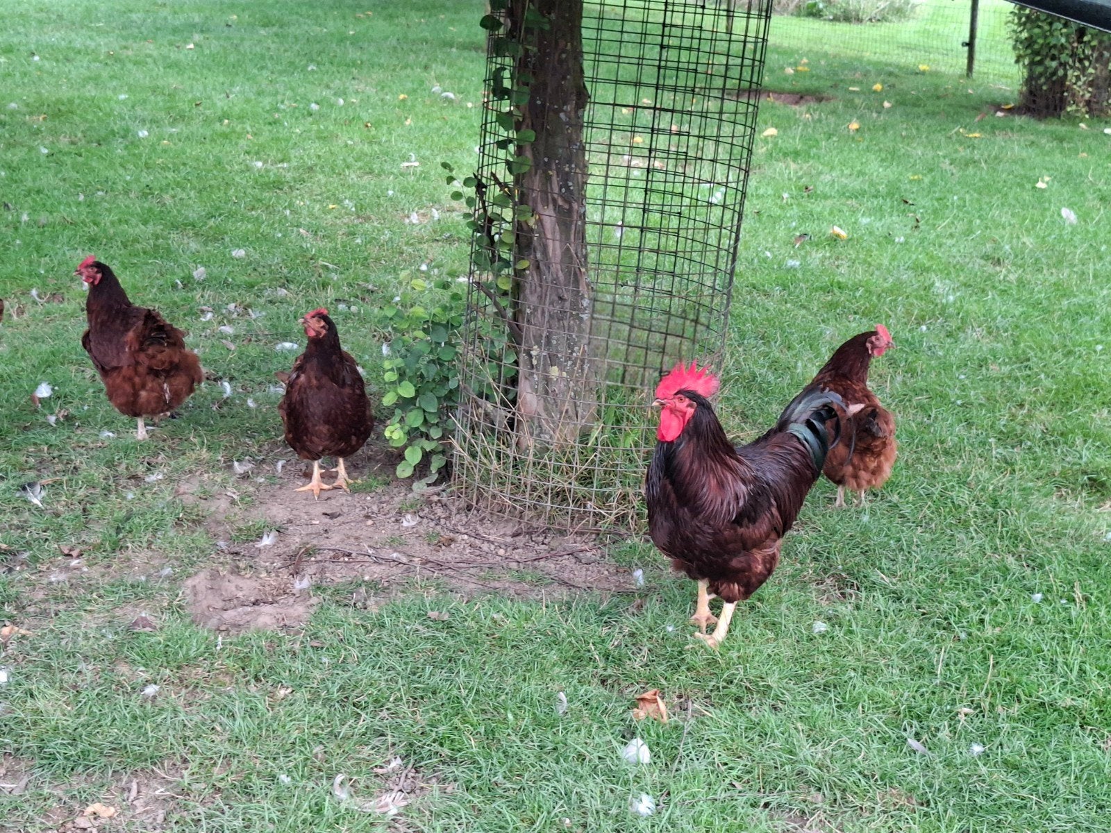 Te Koop Rhode Island Red, Dieren en Toebehoren, Meerdere dieren, Kip