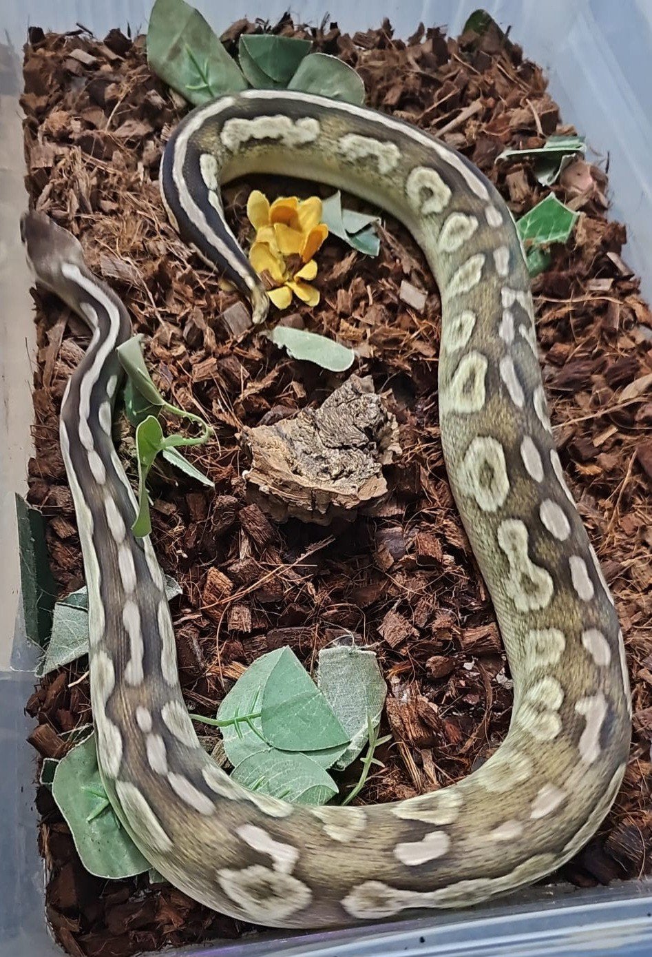 Python regius, Slang, 0 tot 2 jaar
