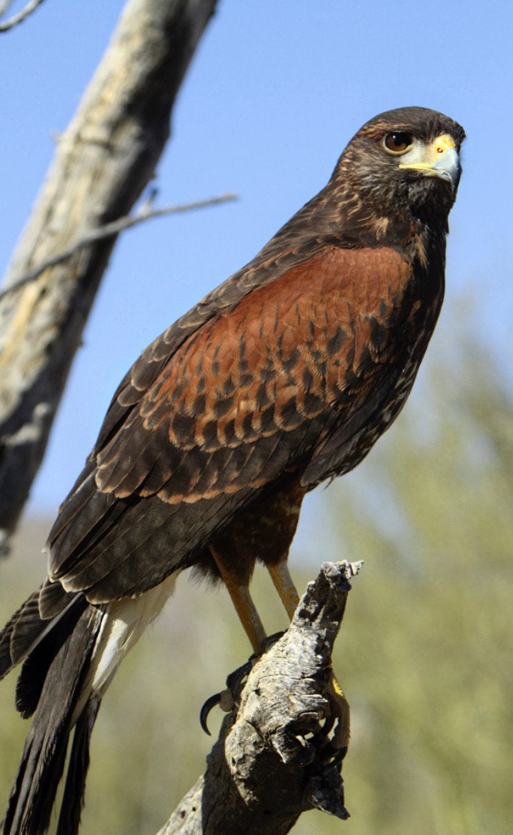 Roofvogels