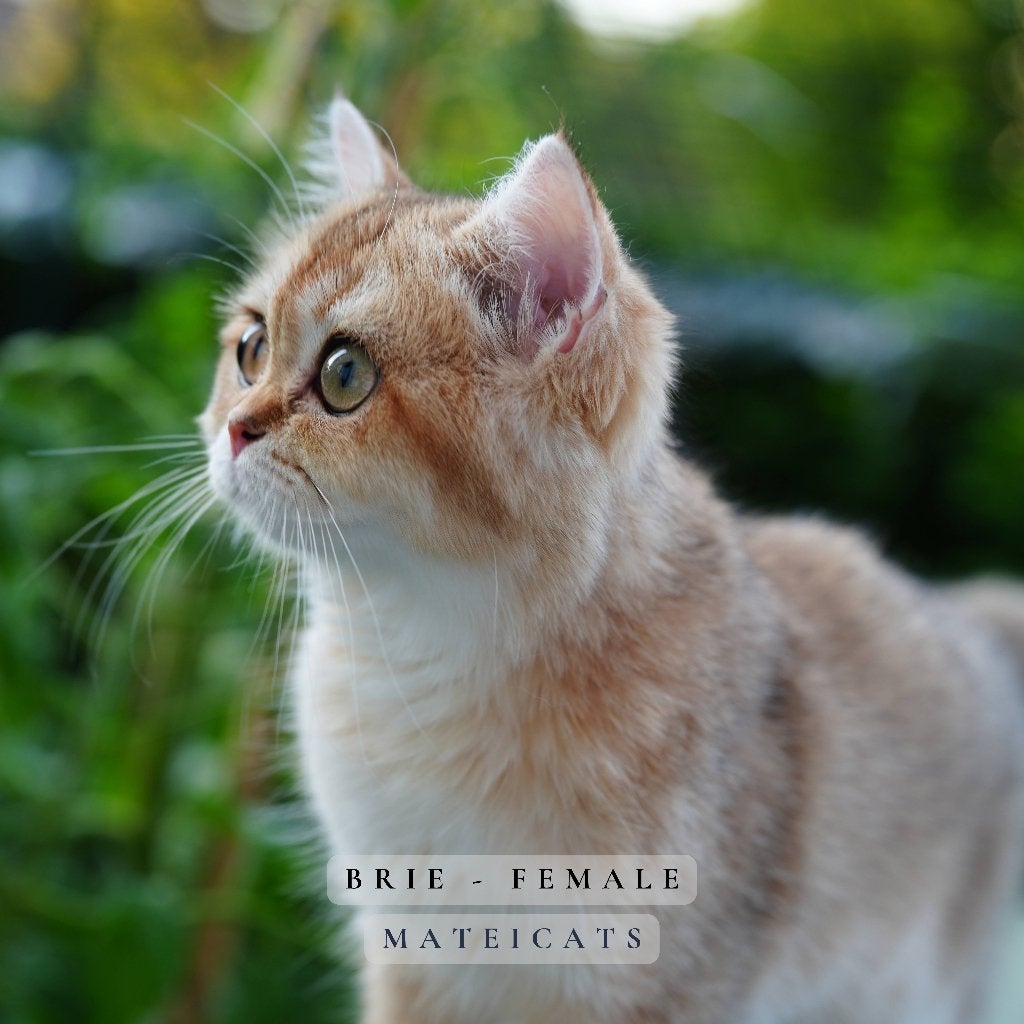 British Shorthair Black Golden + Point, Meerdere dieren, Met stamboom, 0 tot 2 jaar