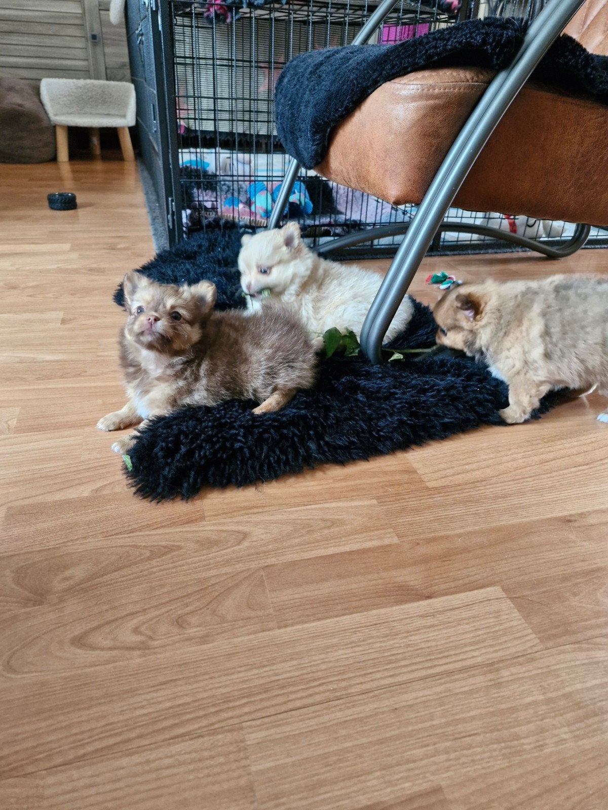 Prachtig Pomchi teefje mag volgend weekend verhuizen 💞, Overige rassen, 8 tot 15 weken, Teef, Eén hond