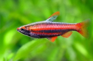 Nannostomus beckfordi - Potloodvis - Koidream Valburg, Dieren en Toebehoren, Vis, Zoetwatervis