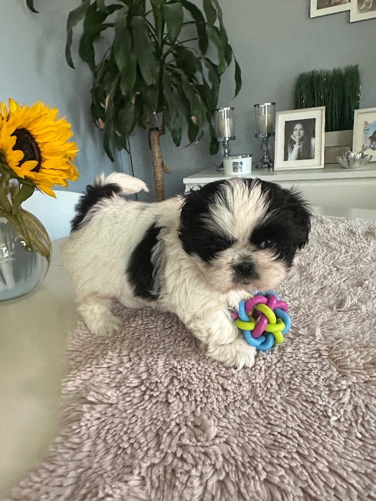 Shih- Tzu  reutje, Dieren en Toebehoren, Honden | Bulldogs, Pinschers en Molossers, HCC (leverziekte), 8 tot 15 weken, Bulldog