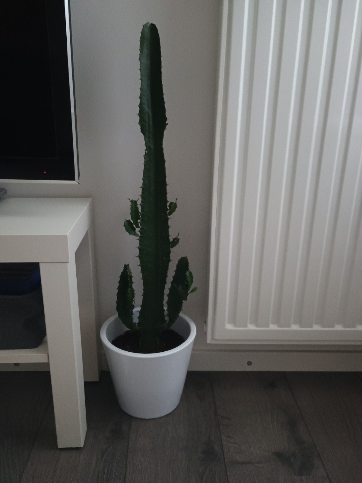 Grote Euphorbia cactus, Huis en Inrichting, Ophalen, Cactus, Volle zon, Minder dan 100 cm
