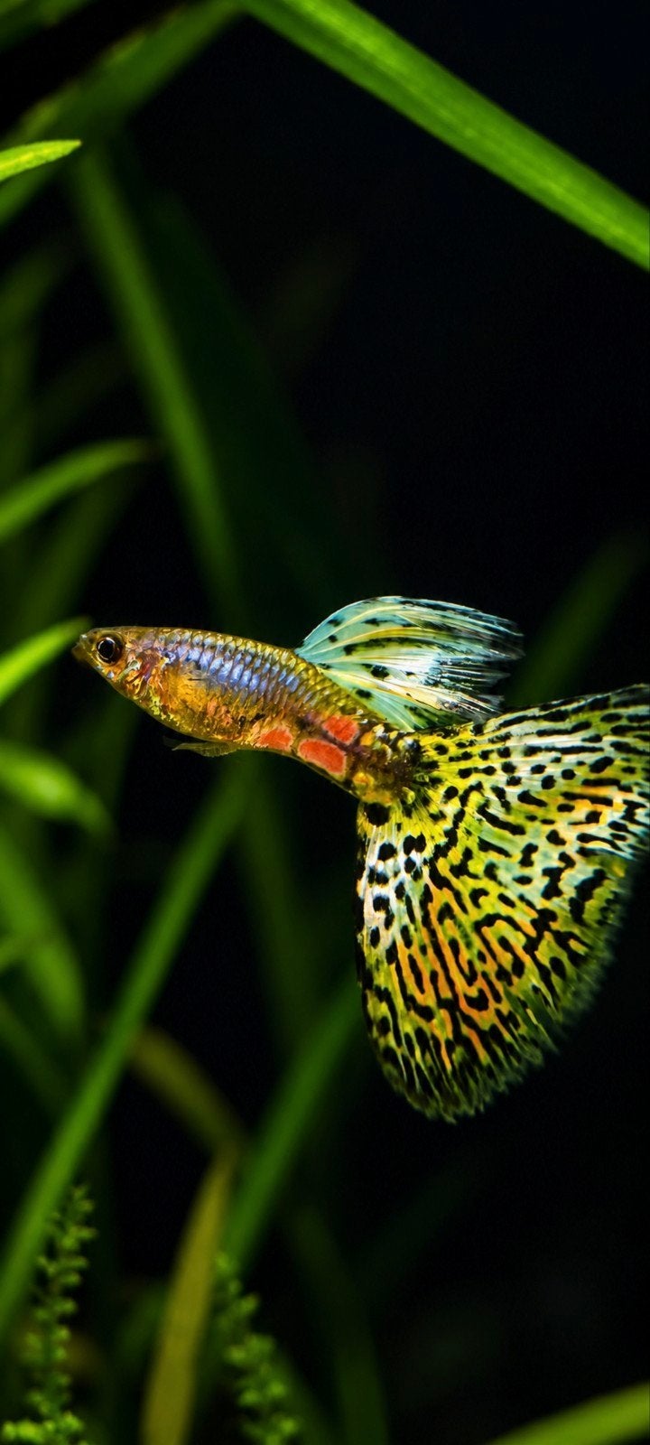 King Cobra Multicolor, Vis