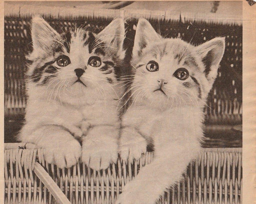 retro reclame 1957 Kodak film poezen kittens katten, Verzenden, Overige typen