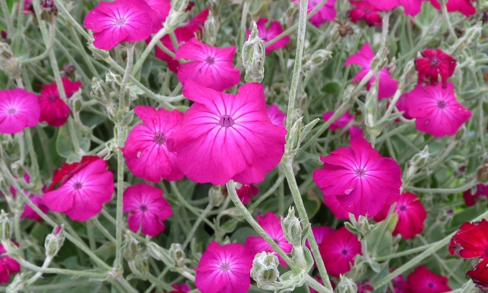 Tk: bio knalroze prikneus Silene coronaria 10 v €15,75, Volle zon, Vaste plant, Zomer, Ophalen