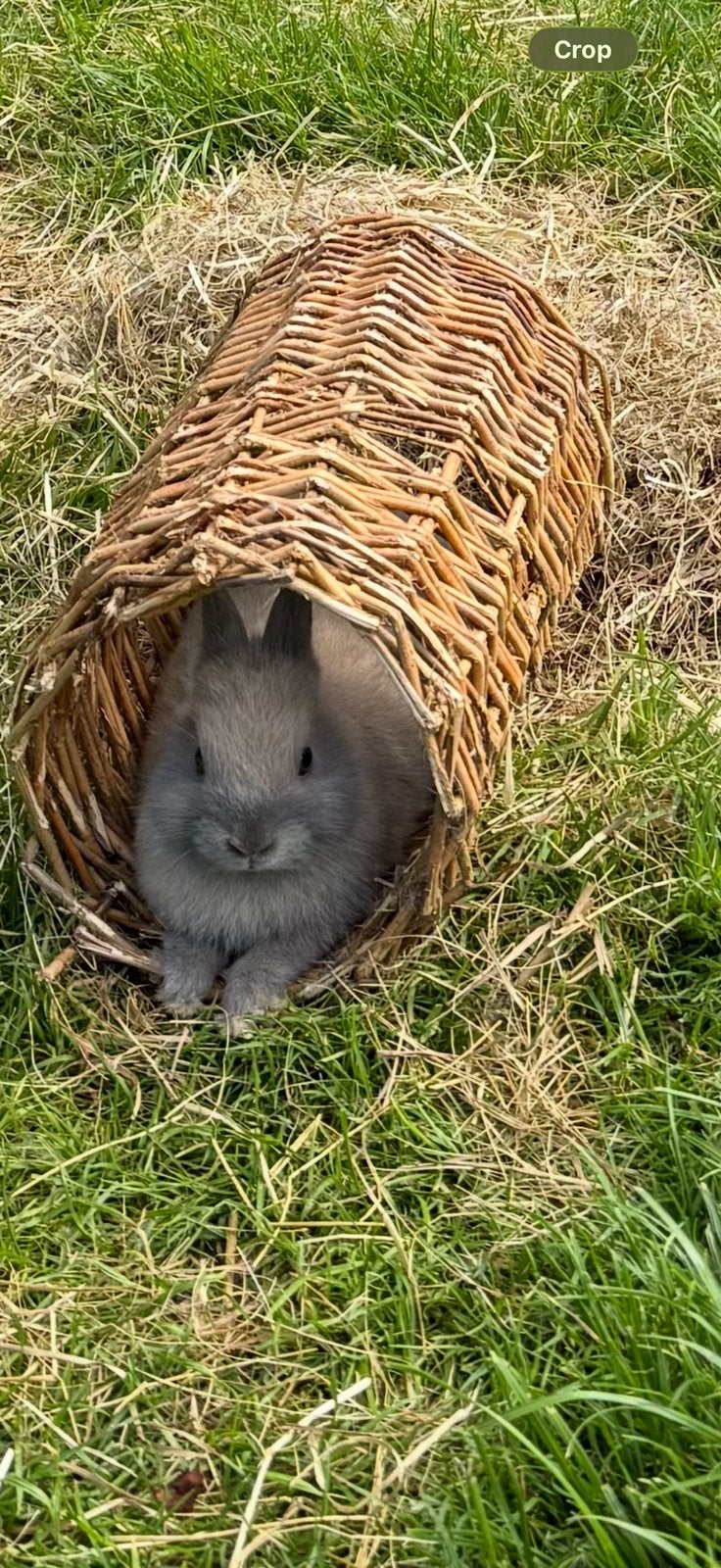 2 dwergkonijntjes tekoop, Dieren en Toebehoren, Konijnen, Meerdere dieren, Dwerg