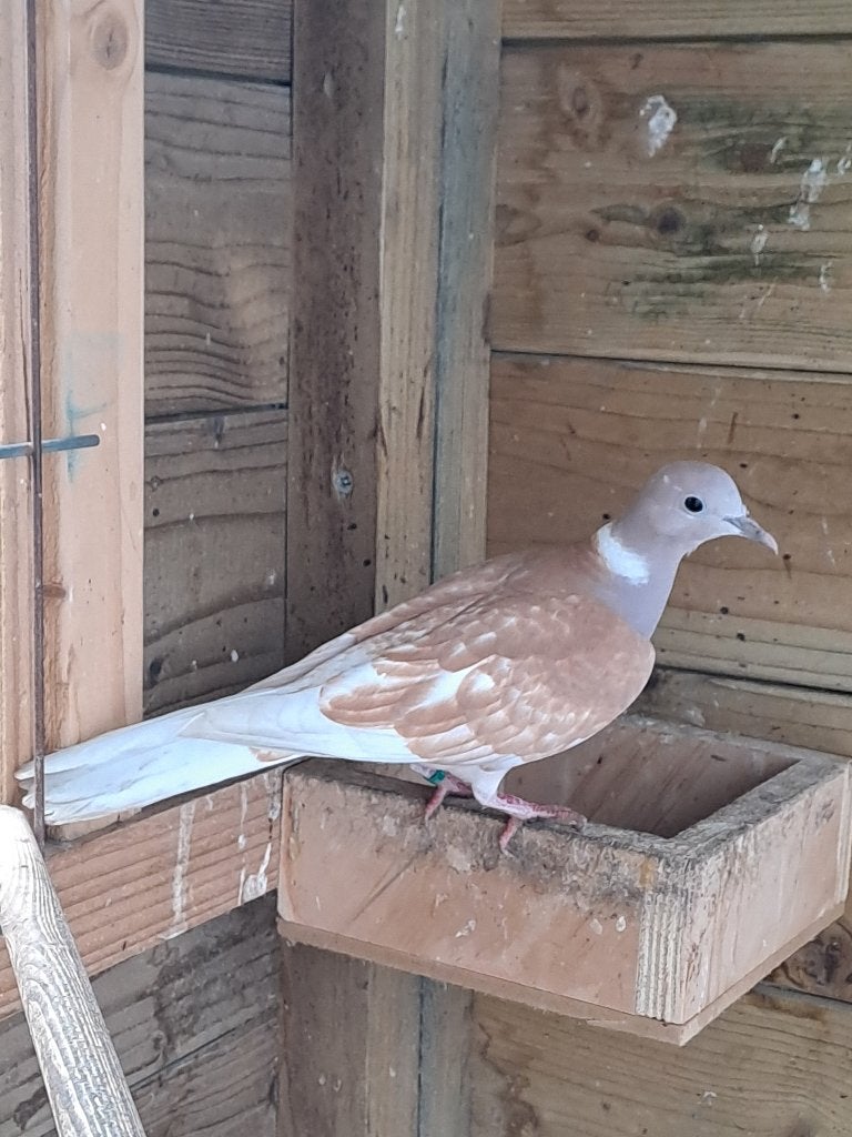 lachduiven Phaeo, Meerdere dieren, Tortelduif