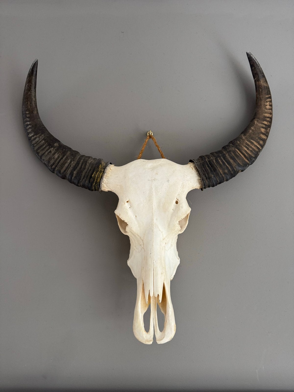 Buffelschedel met hoorns, Ophalen, Zo goed als nieuw, Overige soorten, Schedel