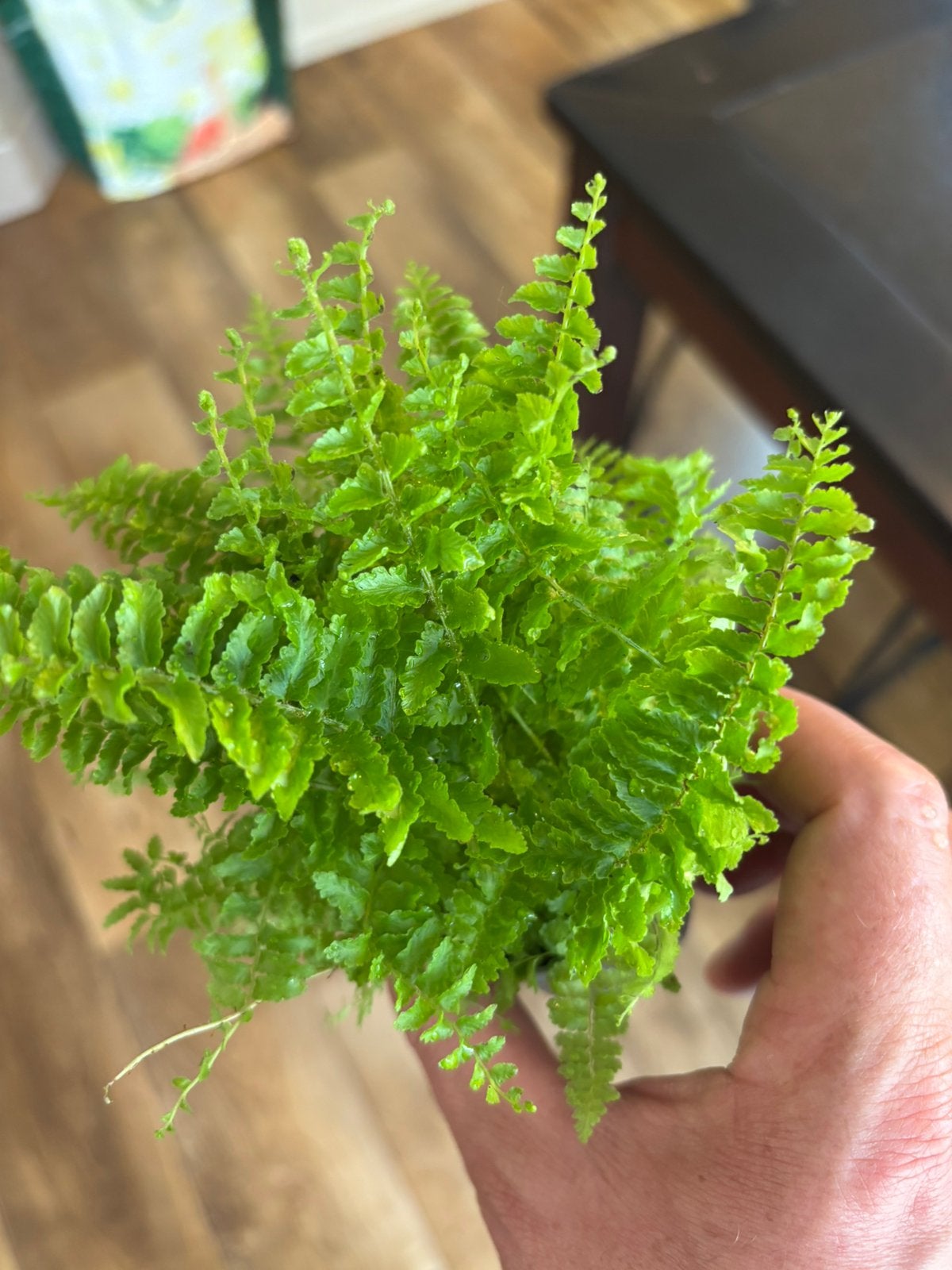 Terrariumplant nephrolepis, Huis en Inrichting, Kamerplanten, Ophalen of Verzenden, Halfschaduw, Minder dan 100 cm
