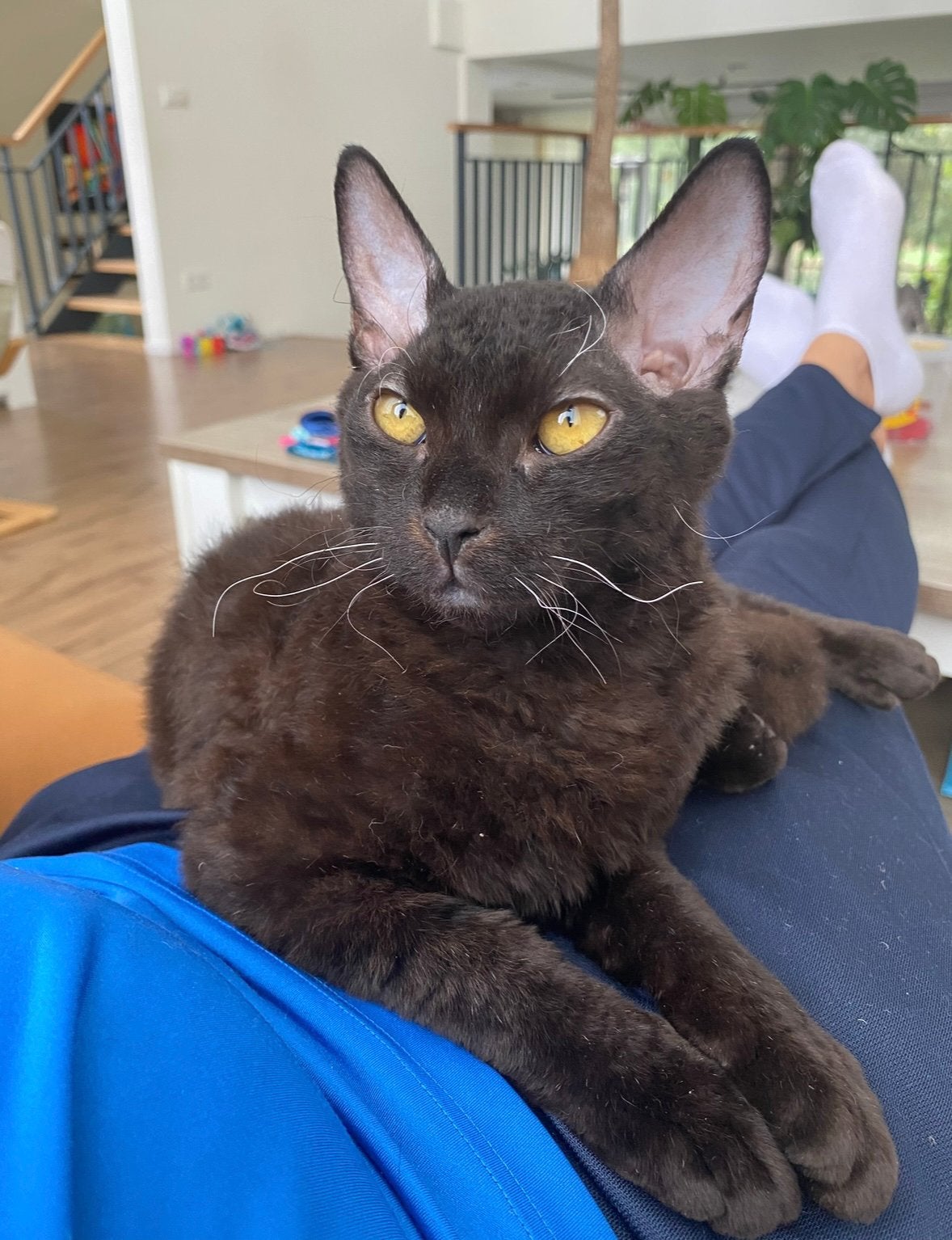 Liefdevol thuis gezocht voor 2 Peterbald sphynx/oosters krth, Meerdere dieren, Kortharig