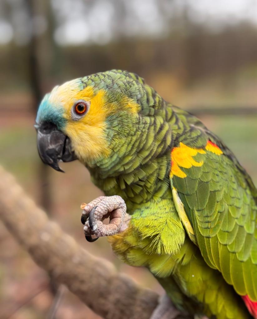 Amazone papegaaien te koop, Meerdere dieren, Papegaai, Pratend