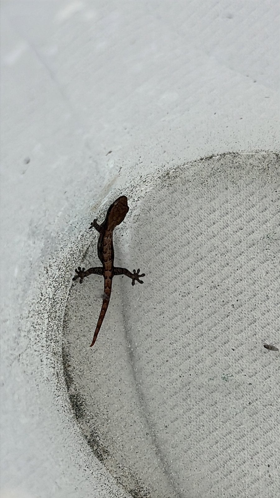 Lepidodactylus lugubris | Mourning gecko | Rouwgekko, Dieren en Toebehoren, Reptielen en Amfibieën, Hagedis, Tam, 7 tot 10 jaar