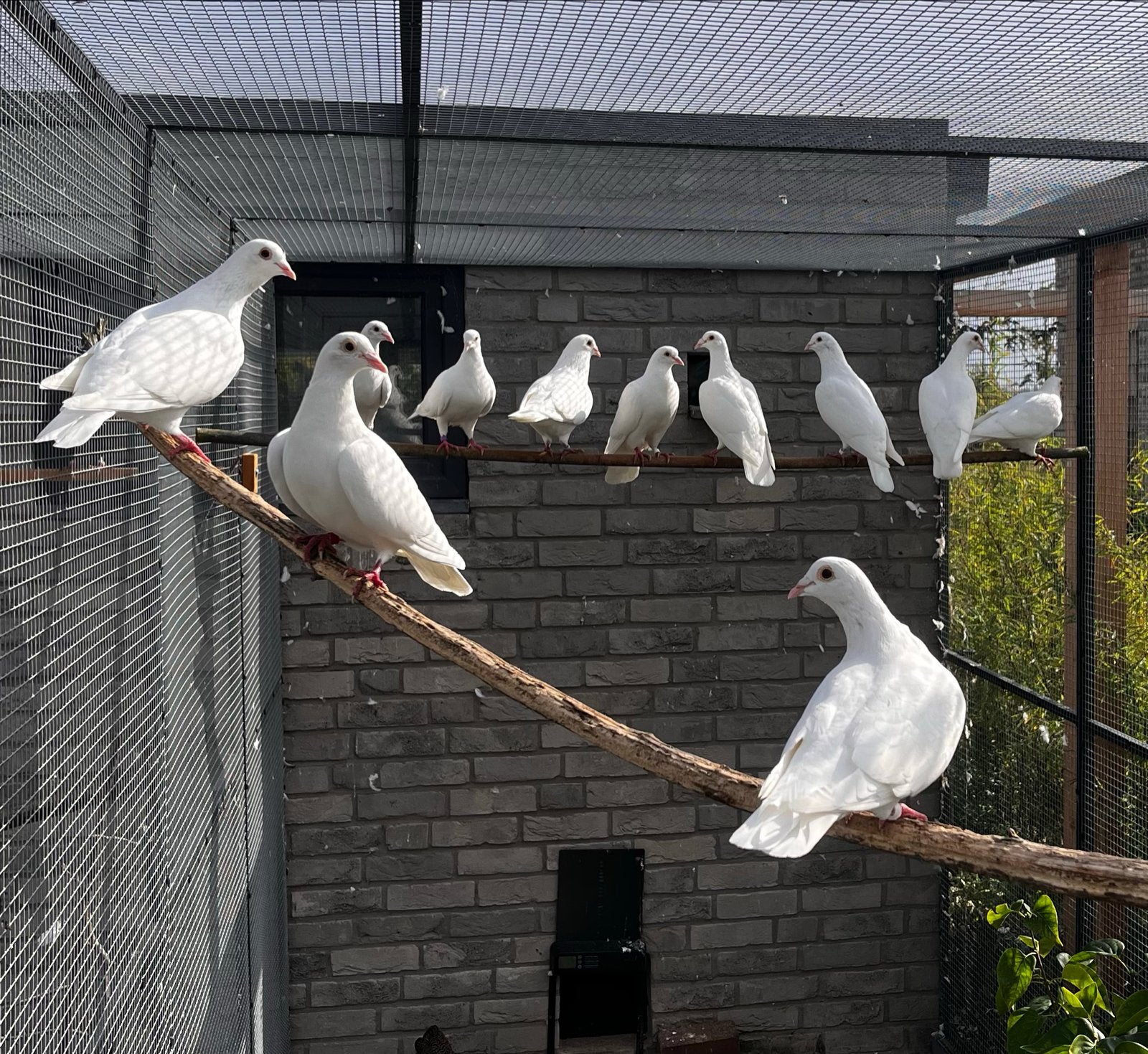 Witte jonge postduiven, Dieren en Toebehoren