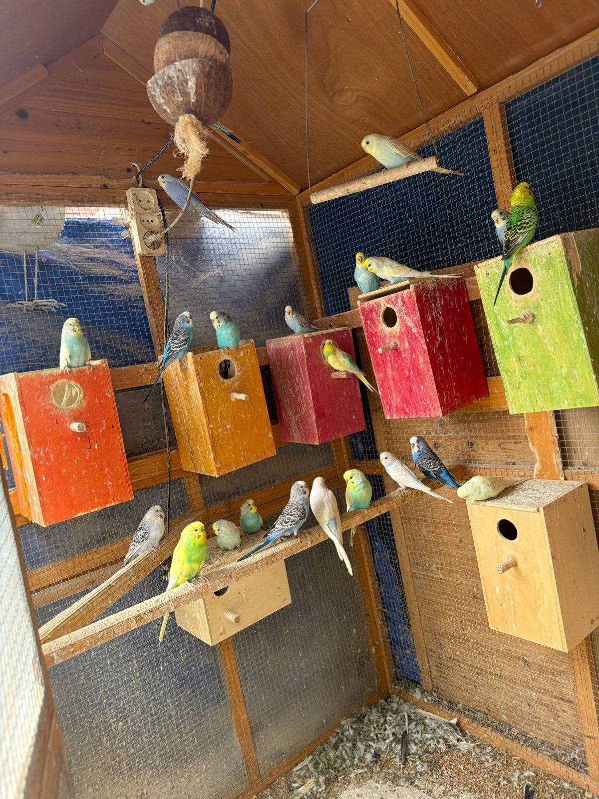 Grasparkiet, Mannelijk, Tropenvogel