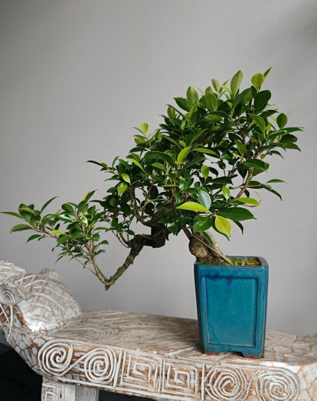 Ficus Retusa Cascade Bonsai, Ophalen of Verzenden, Overige soorten, Halfschaduw