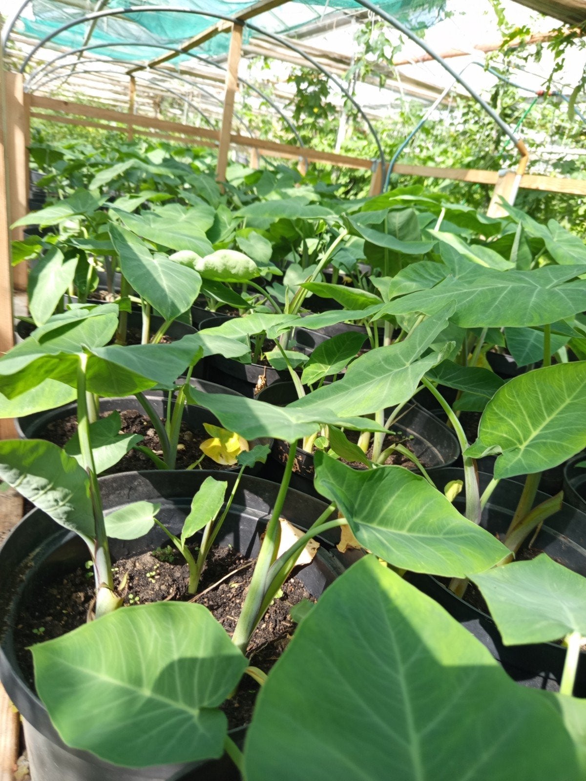 Surinaamse groenten te koop in de kas in Honselersdijk., Tuin en Terras, Ophalen of Verzenden, Eenjarig, Groenteplanten, Volle zon