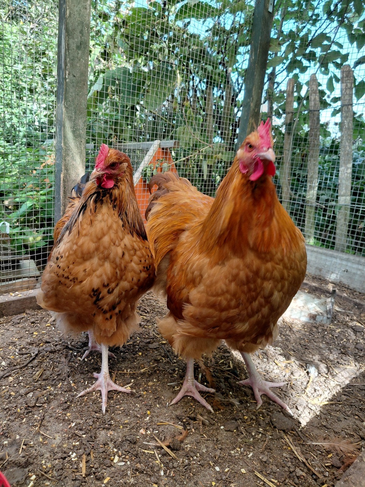 Orpington hanen (groot), Dieren en Toebehoren, Mannelijk, Kip