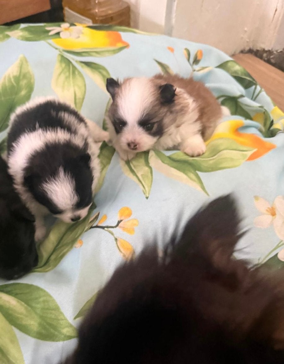 Pomeriaan pups, Dieren en Toebehoren, 8 tot 15 weken, Parvo, Meerdere, Nederland