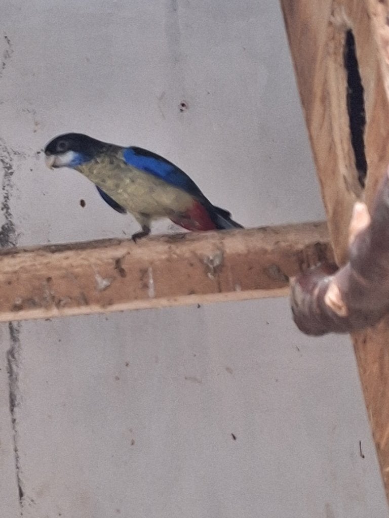 brown rosella man gevraagd 2025.2026, Dieren en Toebehoren, Vogels | Parkieten en Papegaaien, Mannelijk, Parkiet, Geringd