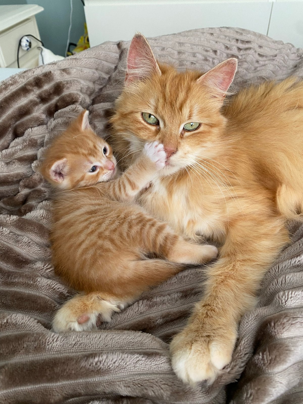 Rode kruizing main coon poes., Poes