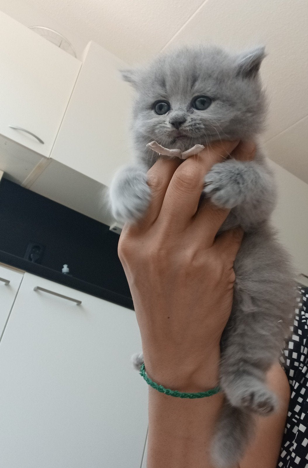 Prachtige Britse Korthaar kittens, Ontwormd, 0 tot 2 jaar