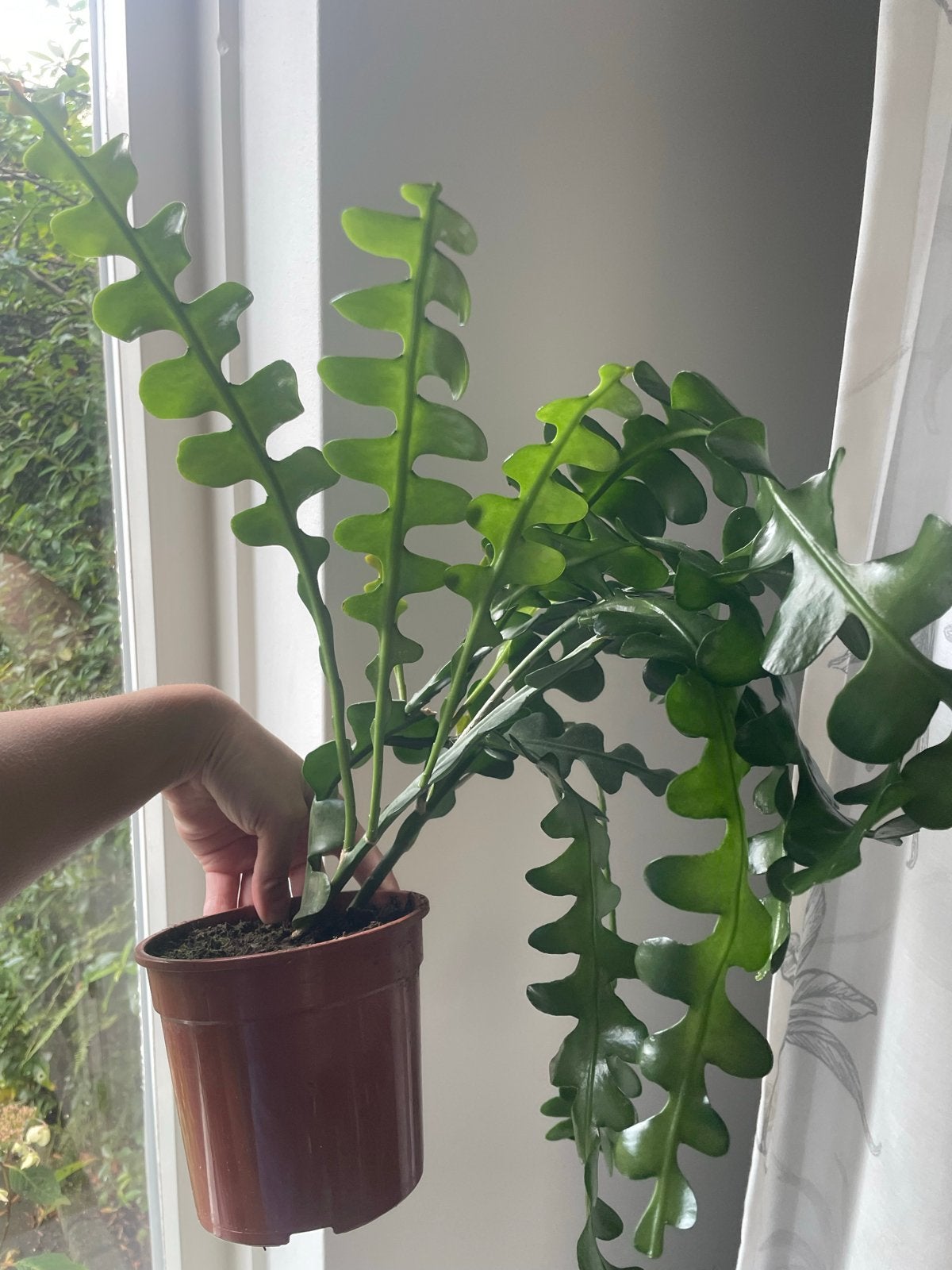 Epiphyllum Anguliger - Zaagcactus, Vaste plant, Bloeit niet, Halfschaduw, Ophalen