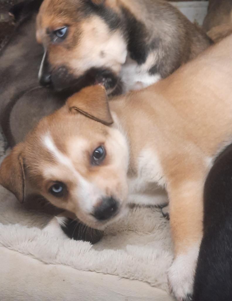 Amerikaanse stafford X pitbullsky pups mogn mee!, Parvo, Reu, 8 tot 15 weken, Meerdere