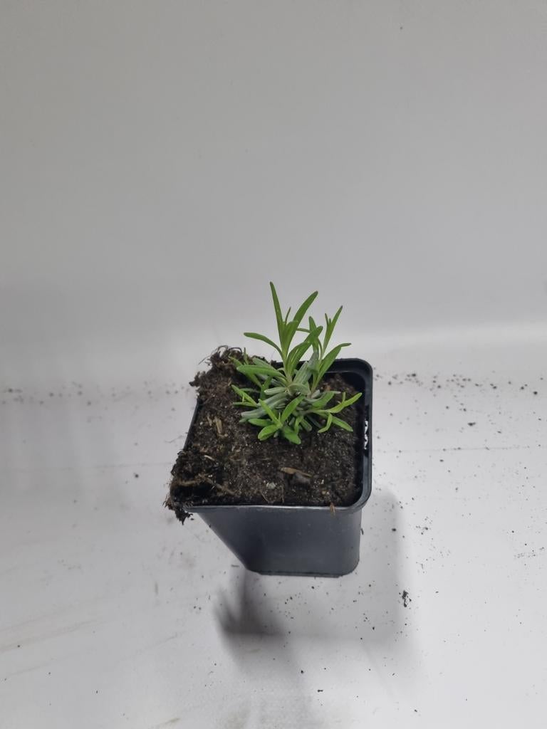 Lavendel te koop, Tuin en Terras, Ophalen, Overige soorten, Volle zon