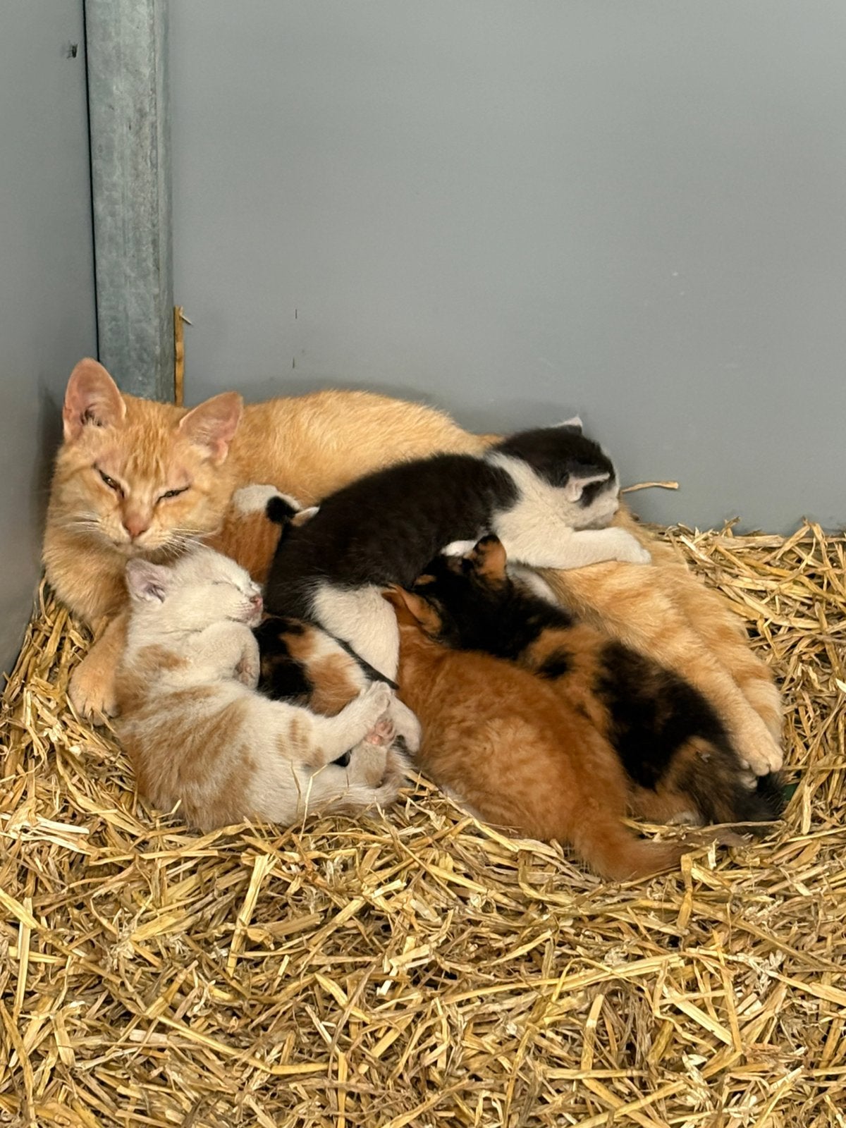 Super lieve kittens, Meerdere dieren