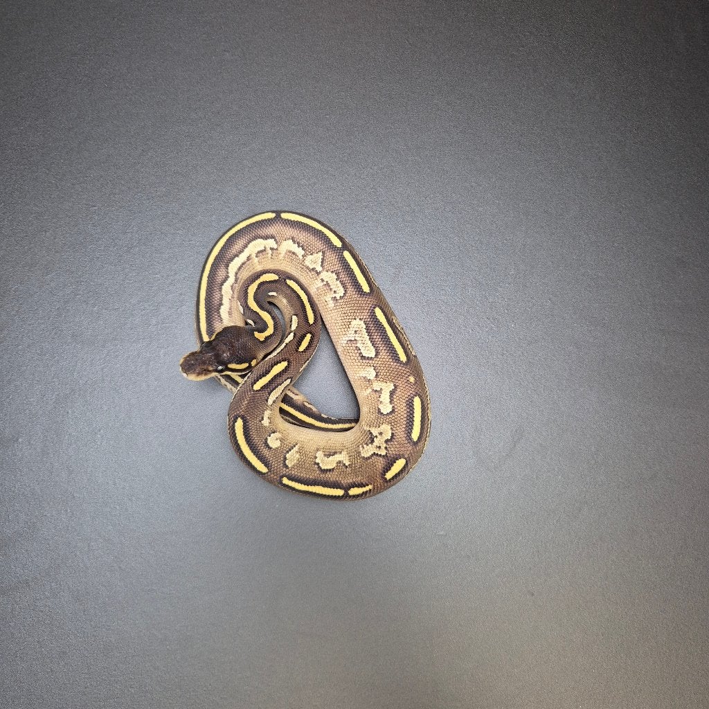 bongo mojave het. axanthic p. regius Ball Python photo 2