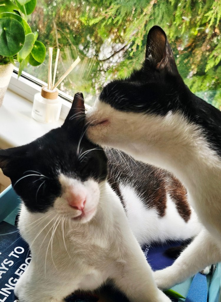 2 zeer lieve knuffelkittens m/v geholpen/ingeent/chip/getest, Meerdere dieren, Kortharig, 0 tot 2 jaar