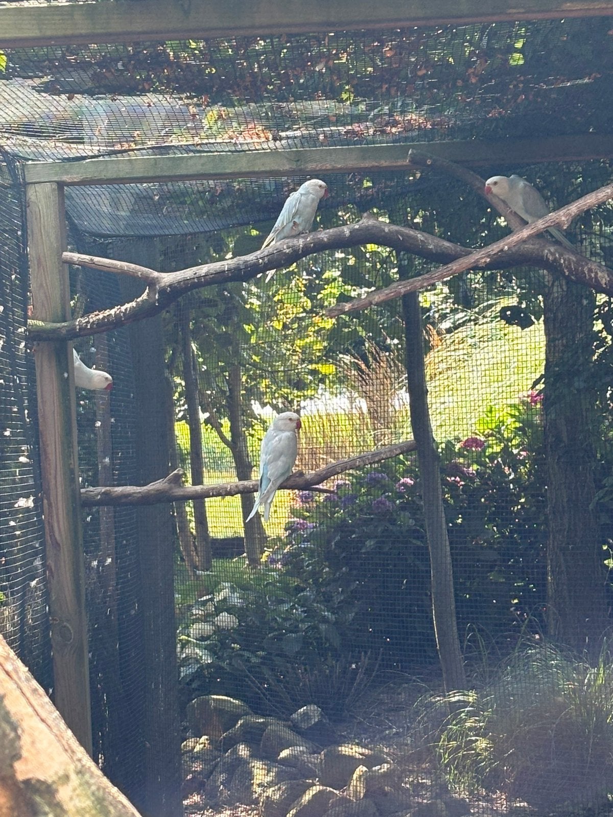 Halsband parkieten, Meerdere dieren, Parkiet