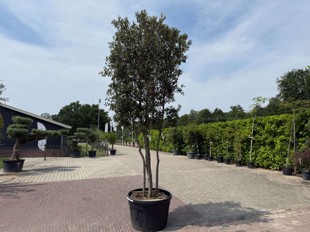 Steeneik 400cm | Quercus Ilex | Meerstammige Boom XXL, Bloeit niet, Ophalen of Verzenden, Zuilboom, 400 cm of meer