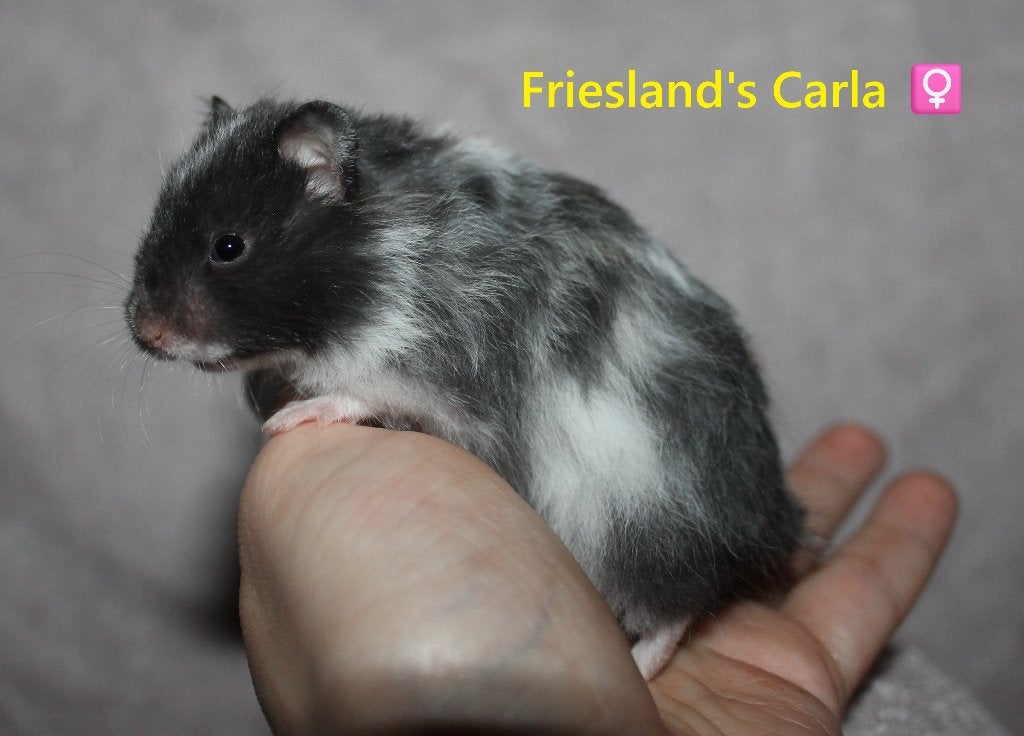 🐹Syrische goudhamster jongen tam | hobbyfokker Friesland 🥰, Dieren en Toebehoren, Knaagdieren, Hamster, Mei, Meerdere dieren