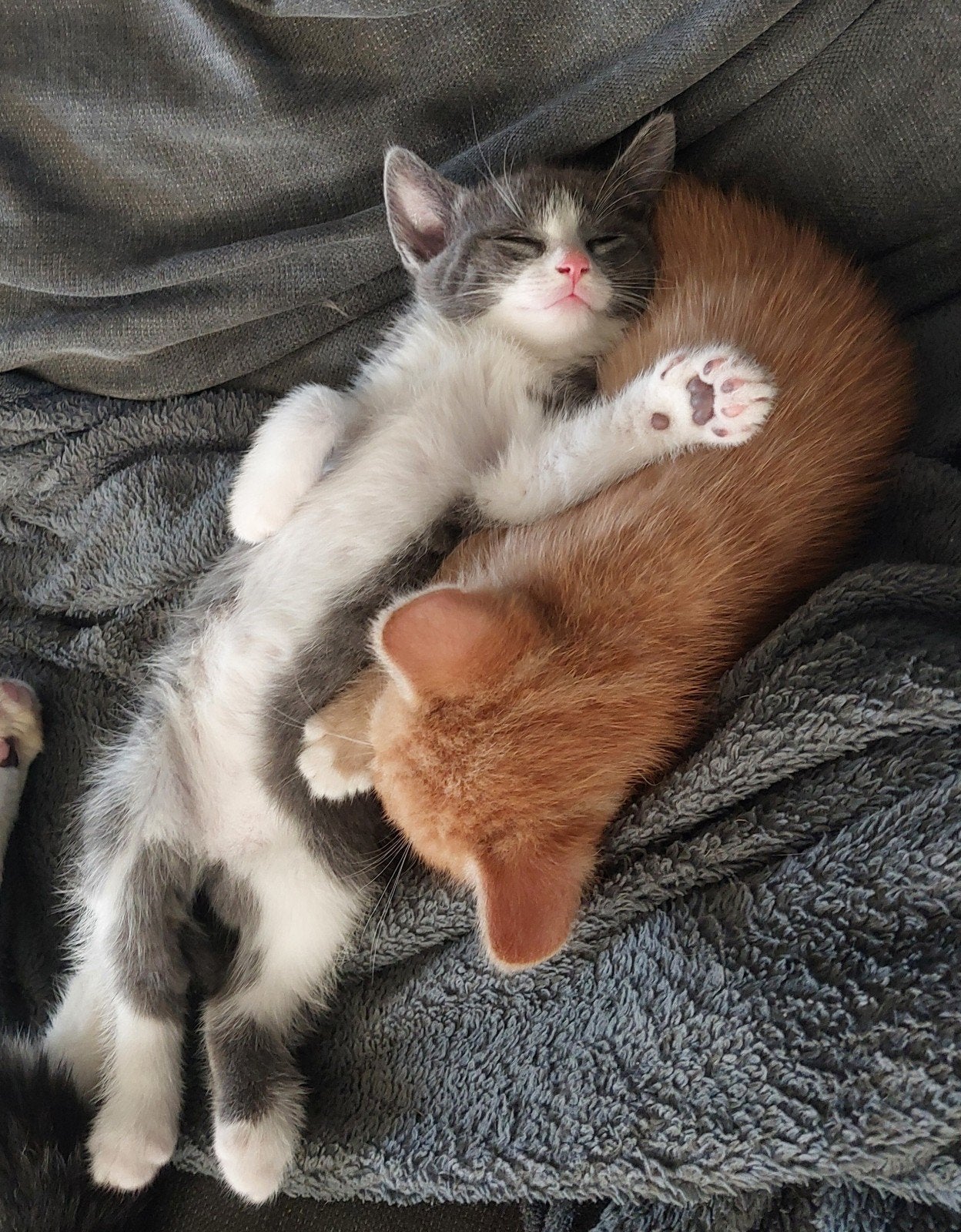 super mooie kittens