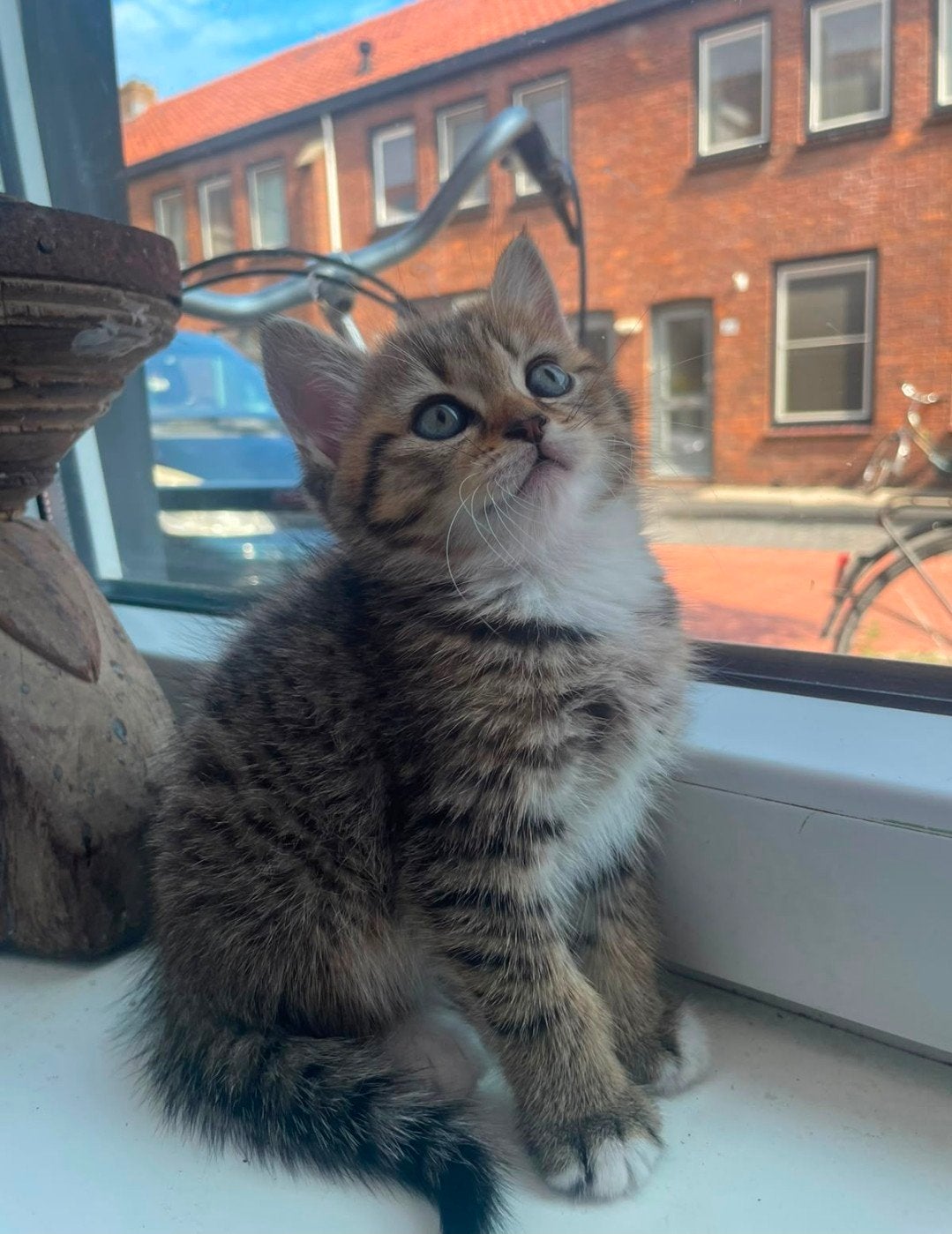 Nog één britskorthaar/langhaar kitten mag per direct weg!