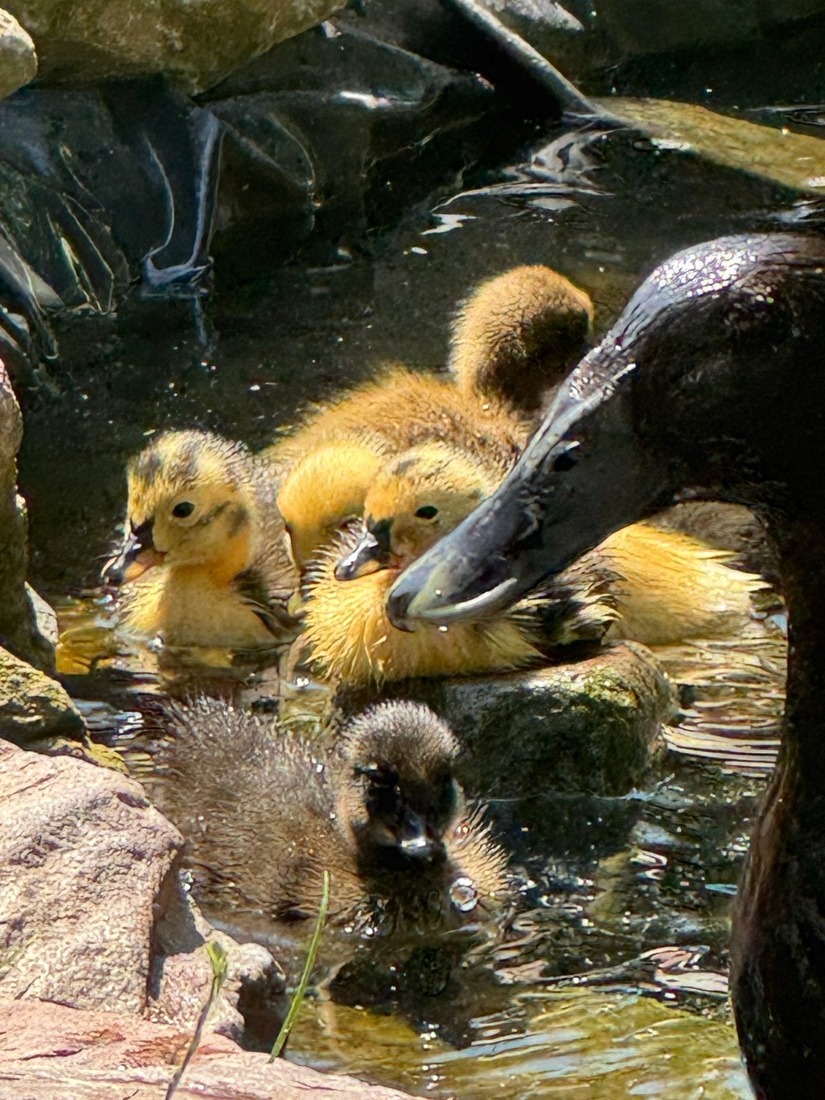Indische loopeenden kuikens, Dieren en Toebehoren, Pluimvee, Meerdere dieren, Eend