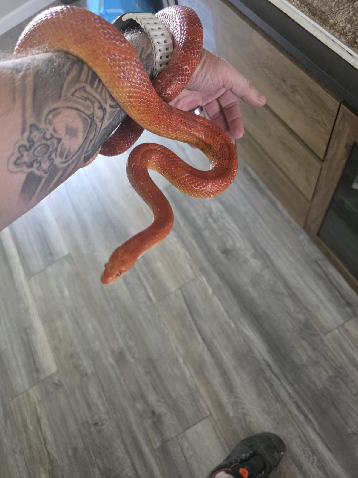 Rode Rattenslang (Pantherophis guttatus) incl Terrarium, Dieren en Toebehoren, Reptielen en Amfibieën, Slang, 0 tot 2 jaar