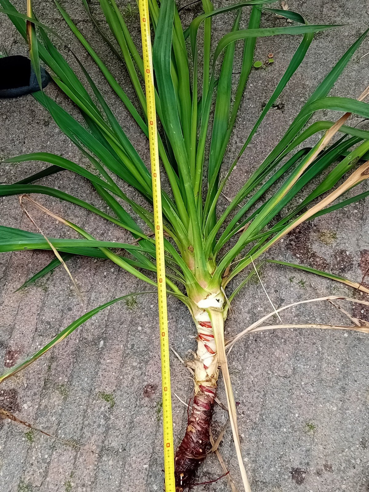 Yucca - Palmlelie scheuten, Tuin en Terras, Volle zon, Vaste plant, Zomer, Ophalen
