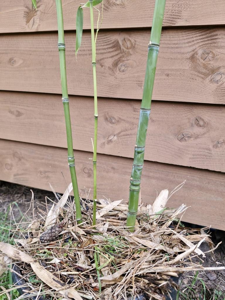 Bamboe aurea /aurea 'koi', Tuin en Terras, Vaste plant, Bloeit niet, Halfschaduw, Ophalen