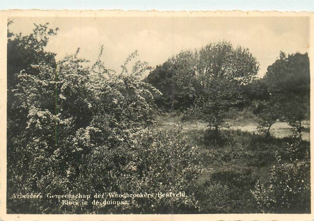 388-514-023 Bentveld Woodbrookers, Verzenden, Voor 1920, Noord-Holland