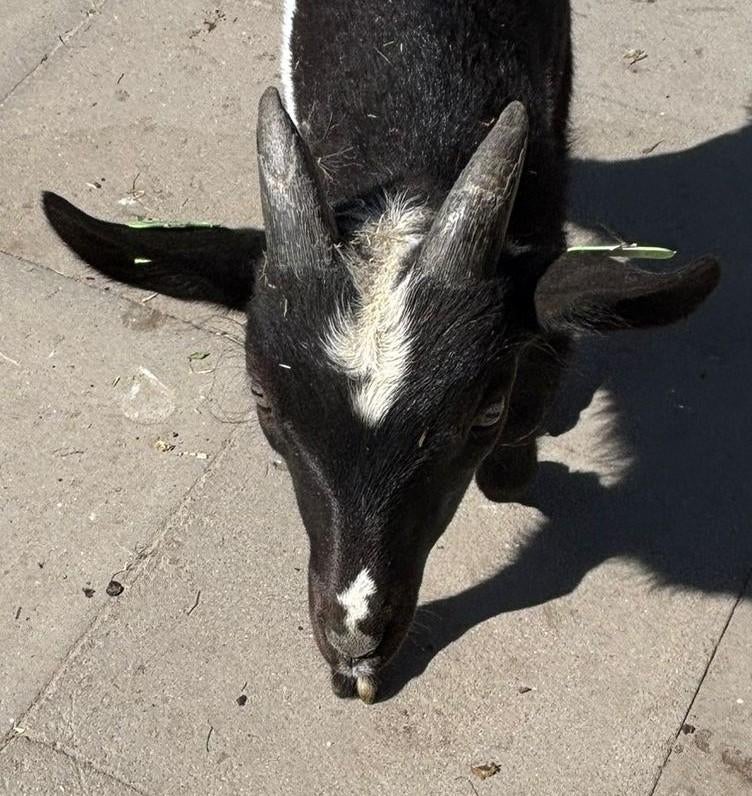Geiten lammeren, bokjes, Dieren en Toebehoren, Schapen, Geiten en Varkens, Mannelijk, Geit, 0 tot 2 jaar