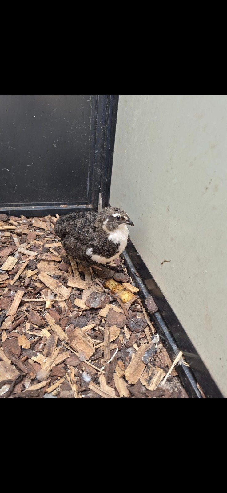 Japanse kwartel haan (evt ook als koppel samen met een hen), Dieren en Toebehoren, Pluimvee, Meerdere dieren, Overige soorten