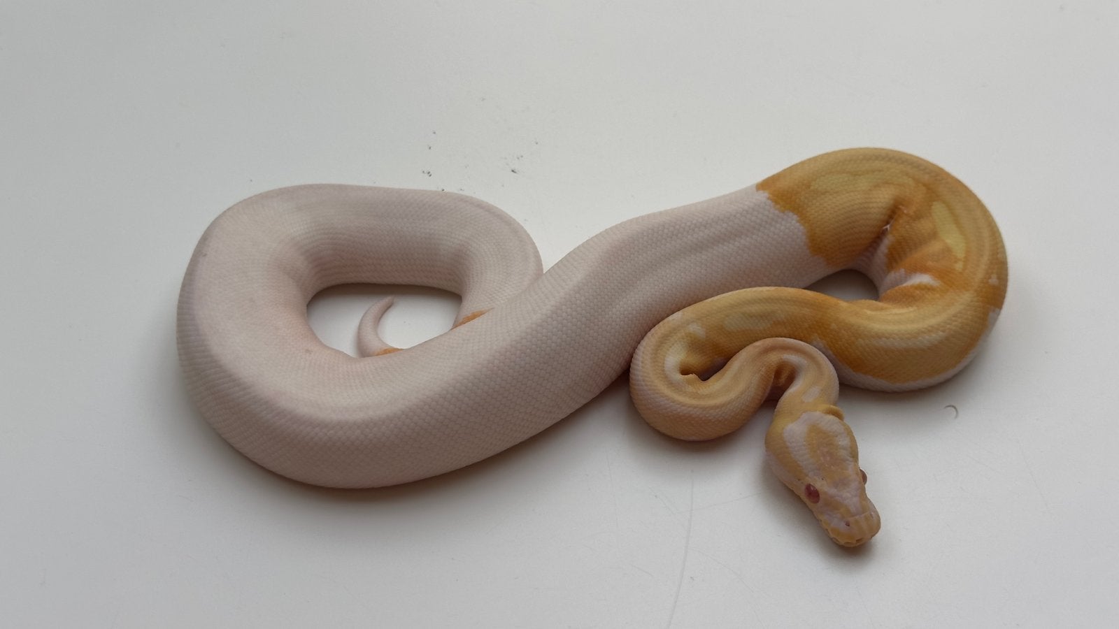 Albino pied ball python, Slang, 0 tot 2 jaar