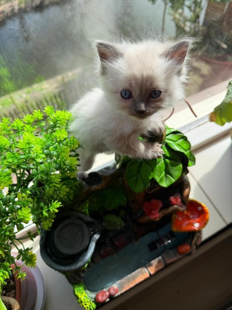 Te koop: Ragdoll kittens 
Schattige Ragdoll kittens van 2, Meerdere dieren