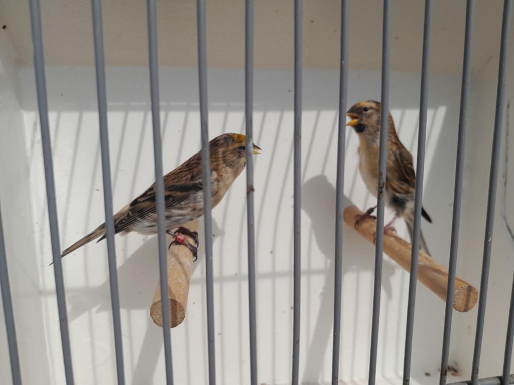 Koppel barmsijzen, Meerdere dieren, Wildzangvogel, Geringd